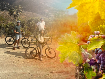 Bicicletas y Viñedos